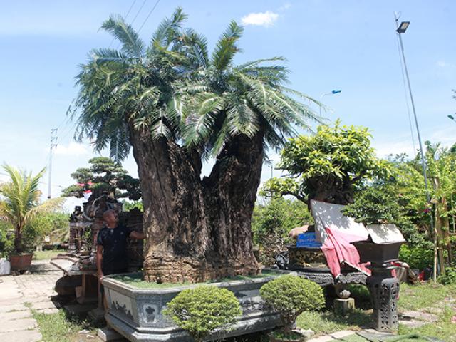 Thị trường - Tiêu dùng - Cây sống hơn 10 thế kỷ giữa Hà Nội gây xôn xao, đại gia trả giá siêu "khủng" để sở hữu