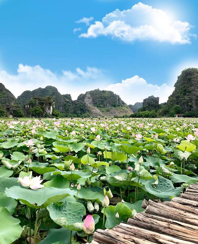 Đầm sen Ninh Bình nở đẹp rực rỡ, chị em lên lịch &#34;bung lụa&#34; cuối tuần - 3