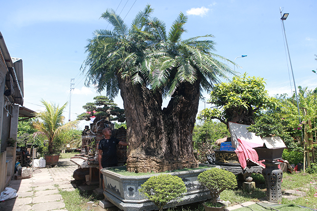 Cây thiên tuế có tên “Thiên cổ trường tồn” của ông Chu Mạnh Hùng  - Hùng xiếc (Hà Nội) mới được đem từ Nam Định về Hà Nội với giá gần 1 tỷ đồng
