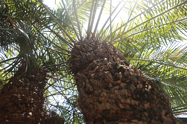 Cây thiên tuế: có tên khoa học là Cycas revoluta thuộc họ thực vật cycadaceae. Nguồn gốc chủ yếu của loài cây này là các nước Châu Á nhiệt đới 
