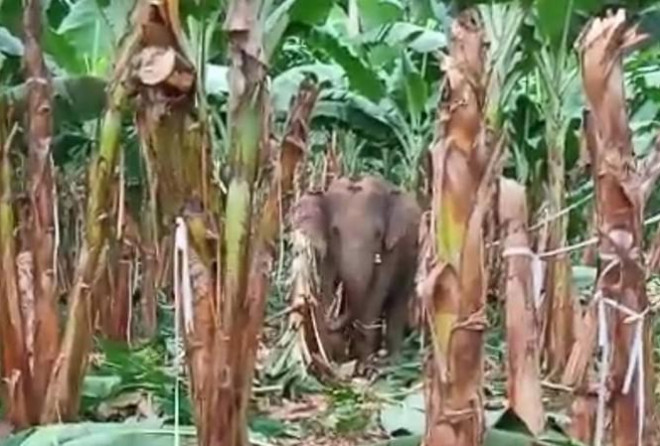 Đàn voi rừng quậy phá khu dân cư Đồng Nai bất chấp hàng rào điện - 1
