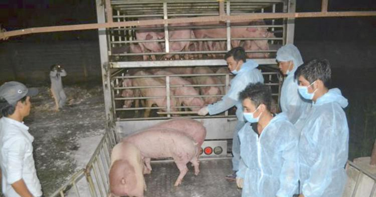 Thị trường - Tiêu dùng - Lợn Thái Lan nhập khẩu chưa đủ để giảm giá thịt trong nước