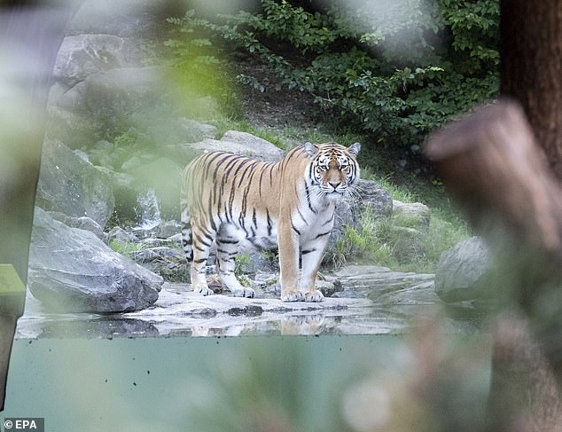 Con hổ Siberia đã được nuôi ở vườn thú được 5 năm.
