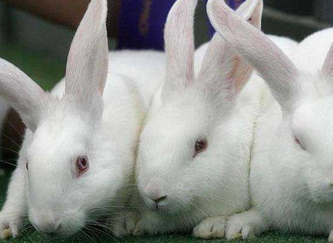 Giống thỏ này có màu trắng, đen, đỏ hoặc hỗn hợp trắng và đen hay trắng và đỏ. Những con thỏ màu trắng phổ biến nhất và được nhân giống nhiều nhất.
