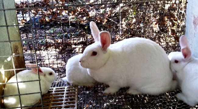 Thỏ New Zealand có thể nặng trung bình 4,5-5,5kg/con hoặc nặng hơn nữa.
