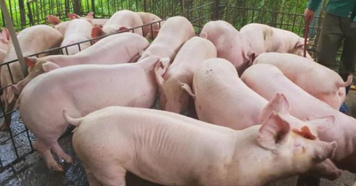 Giá lợn tăng liên tục, doanh nghiệp chăn nuôi không ngừng báo lãi