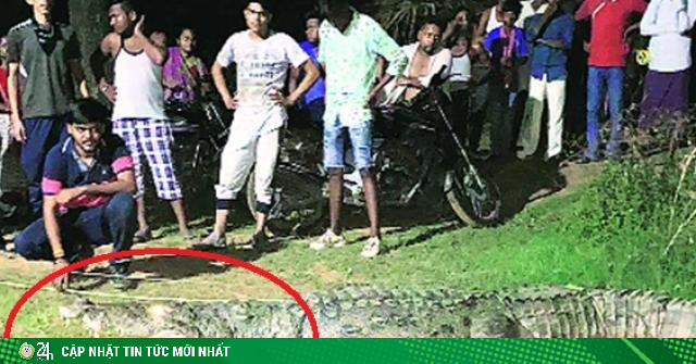 Đặt mồi nhử cá sấu giết hại nhiều người lên bờ và màn bắt sống kịch tính