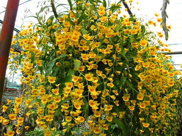 Kim điệp – một giống của hoa lan