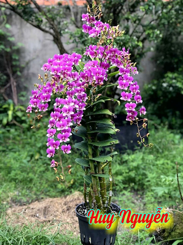 Hoa lan đồng tiền