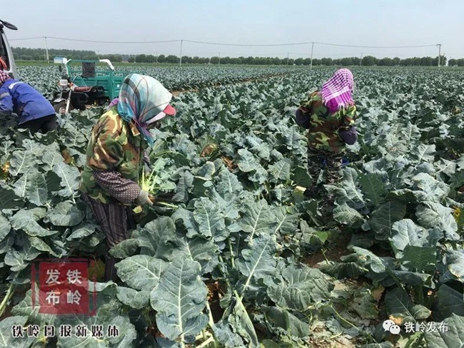 Từ ngày 13/6/2020, anh thuê nhân công thu hoạch súp lơ xanh để đem bán. Những người nhận thu hoạch làm việc trên cánh đồng từ 6h sáng đến 12h trưa.  Sau khi công nhân thu hoạch xong, họ sẽ đưa đến xe tải và mẹ của anh Zhang sẽ sắp xếp lên xe.
