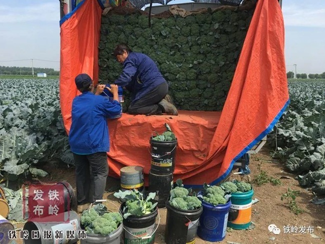 Việc sắp xếp này quan trọng để tránh bề mặt ngoài của súp lơ xanh bị hỏng, ảnh hưởng đến giá bán. Thậm chí, anh Zhang còn phải sắp thêm cả đá lên xe để giữ cho nông sản được tươi.
