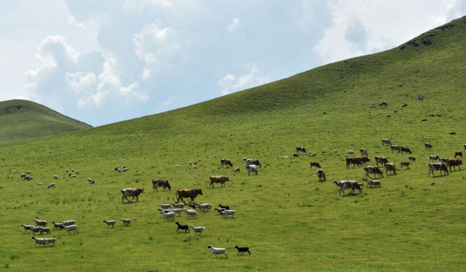 Các quan chức Trung Quốc xác nhận một người chăn gia súc ở Nội Mông mắc bệnh. Ảnh: Tân Hoa Xã