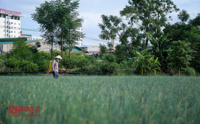 Toàn phường Võ Cường (TP. Bắc Ninh) hiện có 78 ha đất canh tác trồng rau xanh và hoa màu, hàng ngày cung cấp ra ngoài thị trường trên 10 tấn rau, củ quả các loại, chủ yếu người dân giao bán cho các chợ đầu mối tại thành phố Bắc Ninh và một số tỉnh lân cận như Hà Nội, Hưng Yên, Hải Dương.