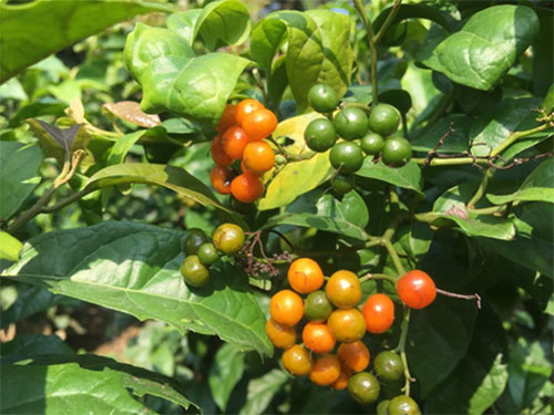 Chia sẻ cách dùng cây xạ đen hiệu quả an toàn - 3