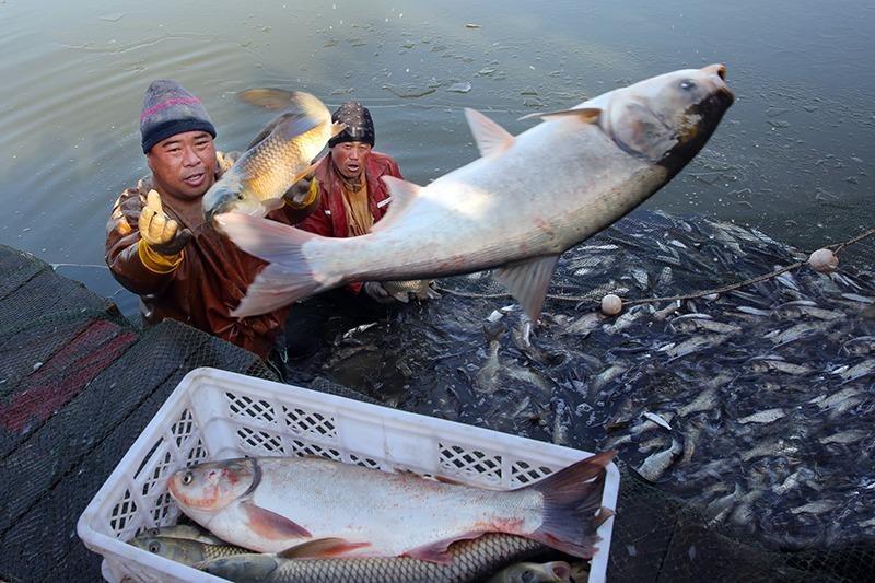 Ngư dân bắt được cá lớn trên sông Dương Tử (ảnh: Xinhua)
