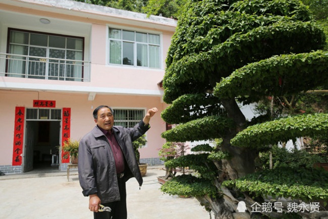 Ông tên là Châu Phát Khuê (73 tuổi, sống ở Trung Quốc). Theo ông, nhiều người muốn mua cây bonsai đẹp này nhưng ông  không bán.
