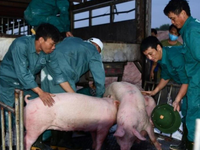 Nhập khẩu lợn sống phức tạp, nhiều doanh nghiệp Việt bỏ cuộc
