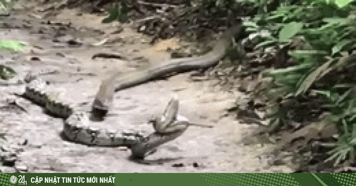 Video: Bị hổ mang chúa chích nọc độc, trăn khủng quằn quại đau đớn