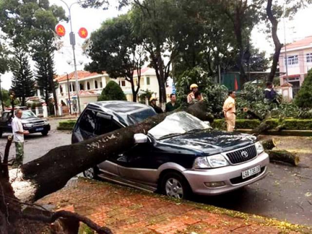 Tin tức trong ngày - Lâm Đồng: Cây xanh bật gốc, đè bẹp dúm xe con