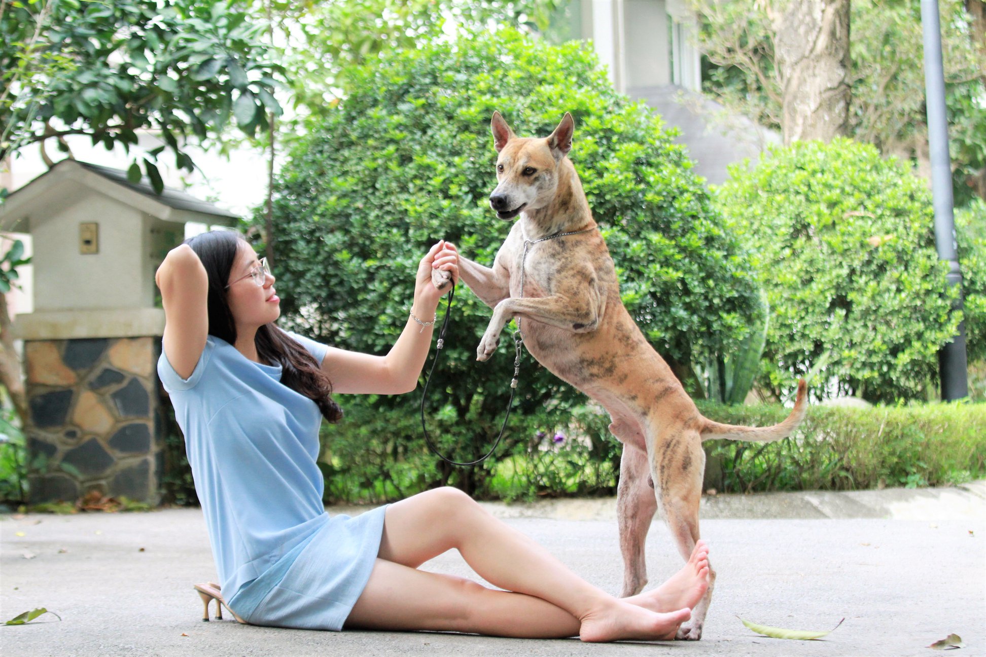 “Khuyển vương” 300 triệu và bí mật thương vụ chuyển nhượng chó Phú Quốc đắt nhất VN - Ảnh 2.