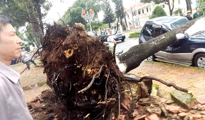 Cận cảnh gốc cây xanh bị bật gốc.