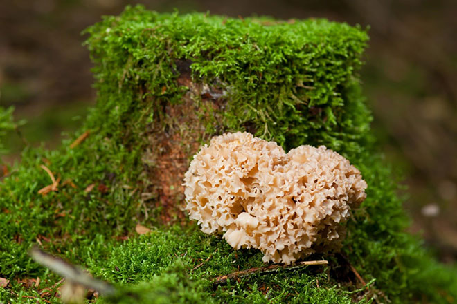 Nấm Hanabiratake là một loại thảo dược vô cùng quý hiếm ở Nhật Bản