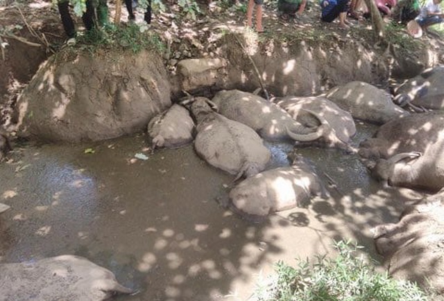 Đàn trâu 14 con nằm chết dưới bãi lầy trên núi thuộc xã Vân Hòa, huyện Ba Vì, Hà Nội. Ảnh người dân cung cấp.