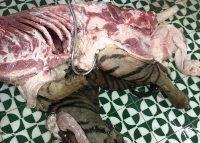 Hổ sống sẽ được T vận chuyển đến khu vực biên giới hoặc chuyển đến nơi mà khách yêu cầu, sau đó khi có mặt khách mua sẽ chích điện, giết thịt để nấu cao. H.C