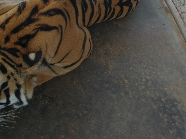 Tin tức trong ngày - Xâm nhập đường dây buôn bán hổ xuyên quốc gia: Chúa sơn lâm từ Lào “chạy” về Việt Nam