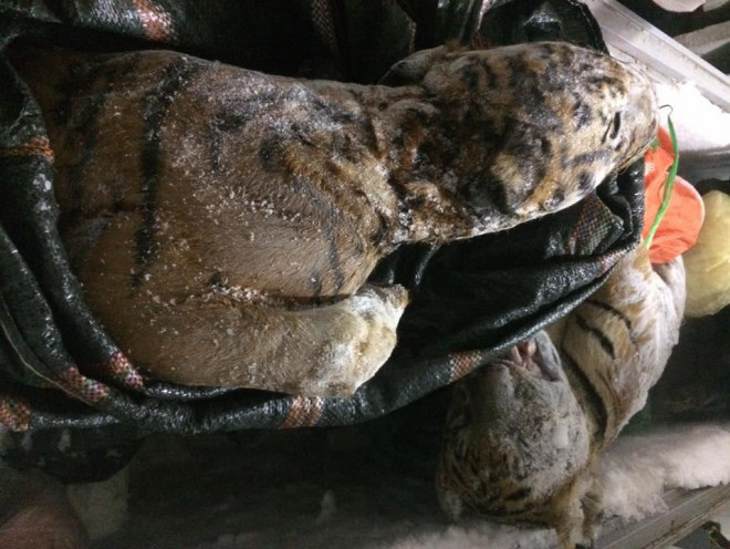 Hổ được đông đá để dễ dàng vận chuyển qua biên giới từ Lào về Việt Nam. (Ảnh: Nhóm PV)