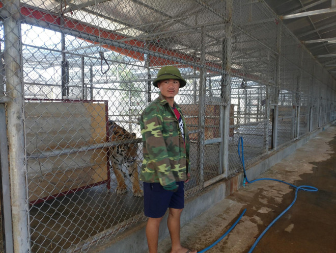 Nuôi hổ trong trang trại tại Lào. (Ảnh: Nhóm PV)