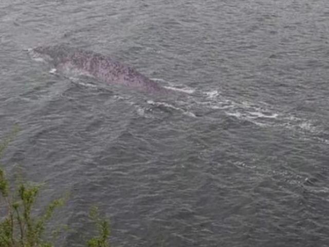 Media - Tìm lời giải cho sinh vật kỳ bí gây xôn xao mạng xã hội Trung Quốc