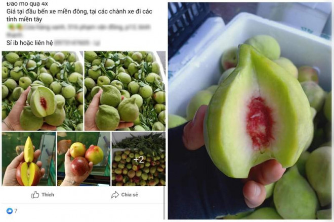 Đào mỏ quạ được giới thiệu "chuẩn" Sa Pa đang được rao bán rầm rộ tại các chợ mạng khu vực TP.HCM. Ảnh: T. HÀ