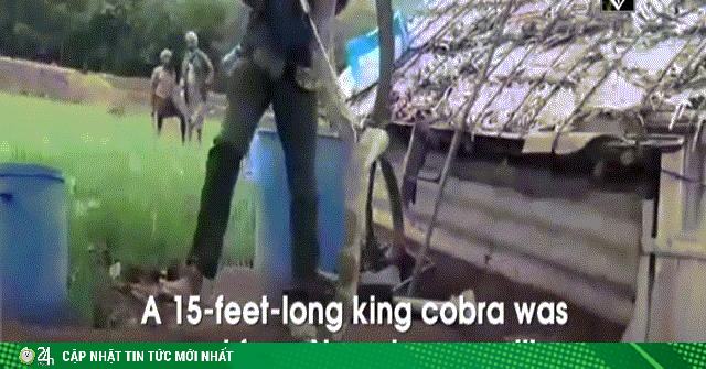 Video: Giải cứu hổ mang chúa khủng dài hơn 4,5 mét