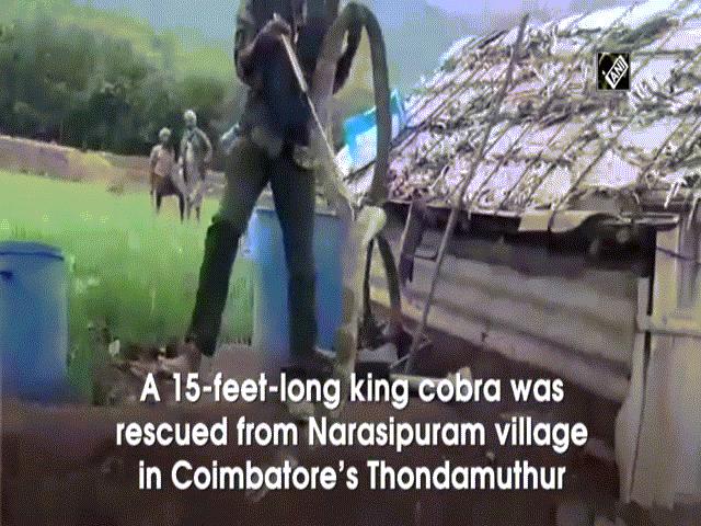 Phi thường - kỳ quặc - Video: Giải cứu hổ mang chúa "khủng" dài hơn 4,5 mét