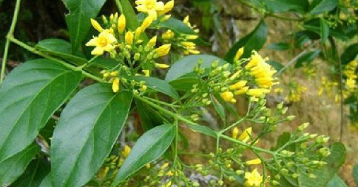 Tin tức trong ngày - Ăn nhầm lá ngón, 3 người tử vong, 2 người ngộ độc