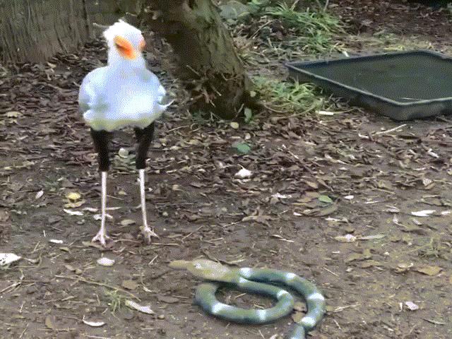 Phi thường - kỳ quặc - Video: Cách tấn công con mồi "độc nhất vô nhị" của diều ăn rắn