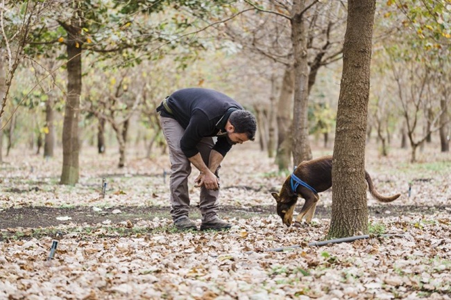 Vittorio Giordano, Phó chủ tịch công ty cung cấp và phân phối nấm cục Urbani Truffle USA Inc cho biết, công ty có 18.000 chuyên tìm nấm khắp thế giới. Nhưng có người chỉ kiếm được được chưa đến 1 lạng.
