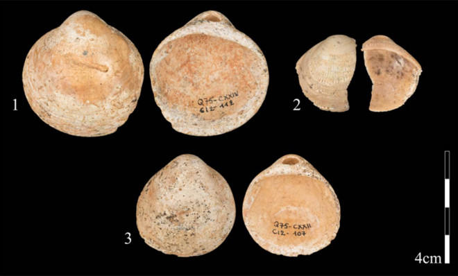 Những chiếc vỏ sò được chăm chút công phu được tạo ra bởi những con người chưa rõ loài sống vào 120.000 năm trước, khi nhân loại vẫn còn thời kỳ mông muội, sinh tồn bằng các công cụ đá thô sơ - ảnh do nhóm nghiên cứu cung cấp