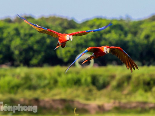 Tin tức trong ngày - Ngắm vẹt sặc sỡ có giá nghìn đô của dân chơi Hà thành