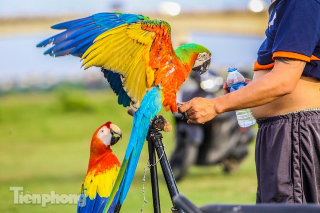 Loài vẹt này được yêu thích bởi sở hữu vẻ ngoài lộng lẫy và rất bắt mắt.