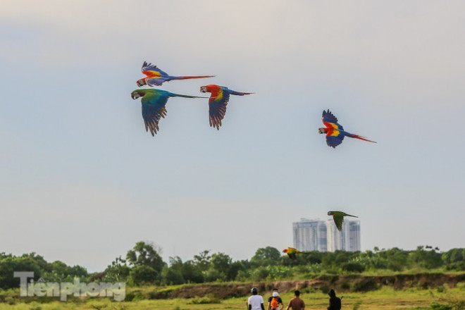 Loài vẹt sở hữu bộ lông tuyệt đẹp.