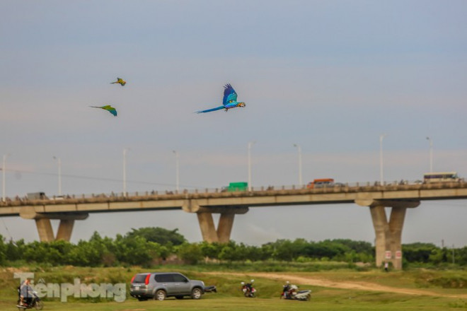 Vẹt Nam Mỹ được đánh giá là một trong những giống vẹt cảnh đẹp, ấn tượng và cực kỳ thông minh.