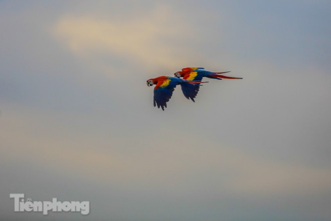 Ngắm vẹt sặc sỡ có giá nghìn đô của dân chơi Hà thành - 15