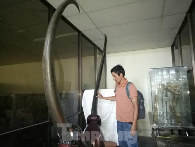 Tại bảo tàng Bình Dương còn lưu giữ cặp sừng trâu khổng lồ độc nhất vô nhị