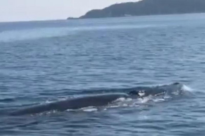 Cá voi dài khoảng 4 m xuất hiện ở vùng biển Cù Lao Chàm. Ảnh: CTV