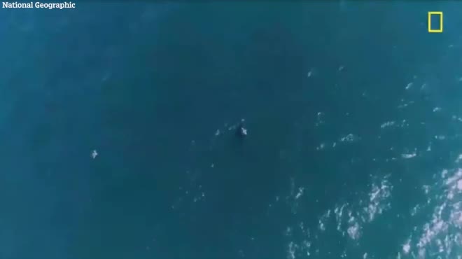 Kinh ngạc cảnh cá mập trắng tung đòn sát thủ giết chết cá voi lưng gù to lớn gấp bội