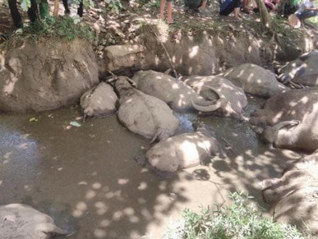 Tin tức trong ngày - Vụ đàn trâu trị giá hàng trăm triệu chết bí ẩn: Loại trừ nguyên nhân trâu chết vì bệnh