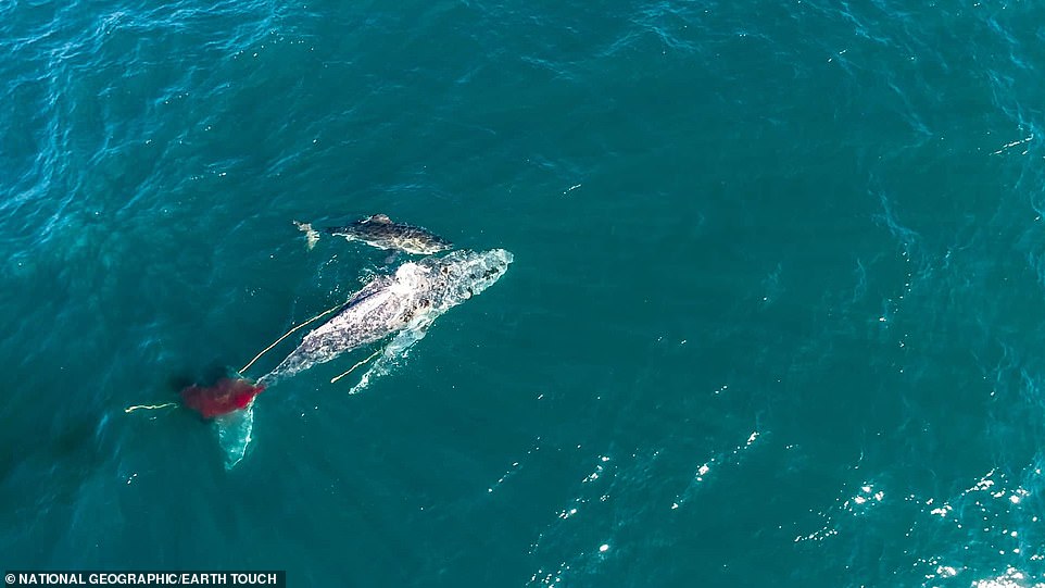 Khoảnh khắc cá mập trắng lớn tấn công cá voi lưng gù.