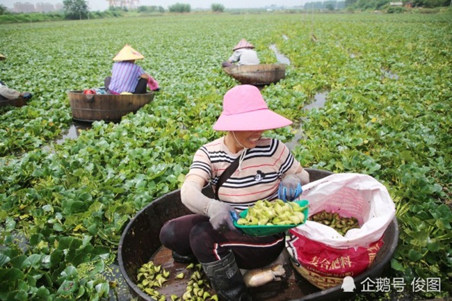 Đây là các ao trồng hạt dẻ nước (củ ấu) ở Thái Châu, Giang Tô, Trung Quốc đang vào mùa thu hoạch.
